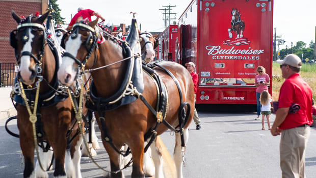 Budweiser Clydesdale horses have appeared in many Super Bowl commercials.